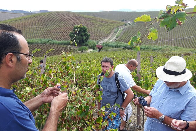 Full-Day Wine Tour in Western Sicily - Customer Testimonials