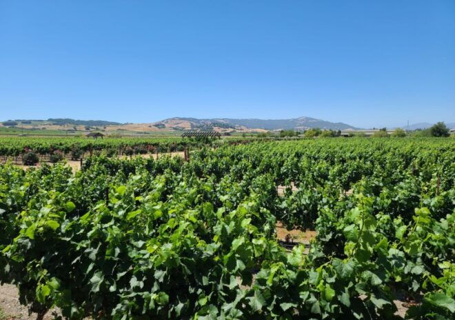 Full-Day Wine Tour to Napa & Sonoma 3 Tastings Included - The Sum Up