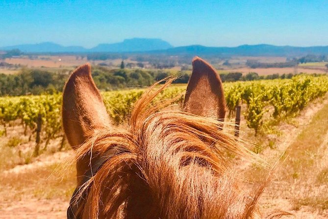 Full Day Wine Tour With Lunch And Tastings - Experience the Cape Winelands