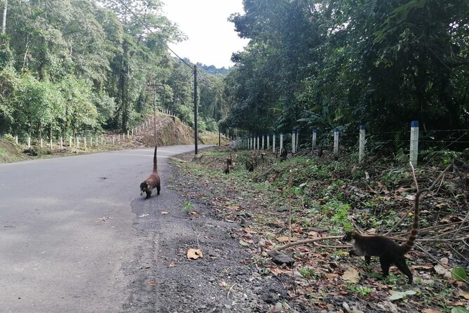 Full Day With Canopy Horse Back Riding and Cultural Arenal Visit From San Jose - Tour Highlights