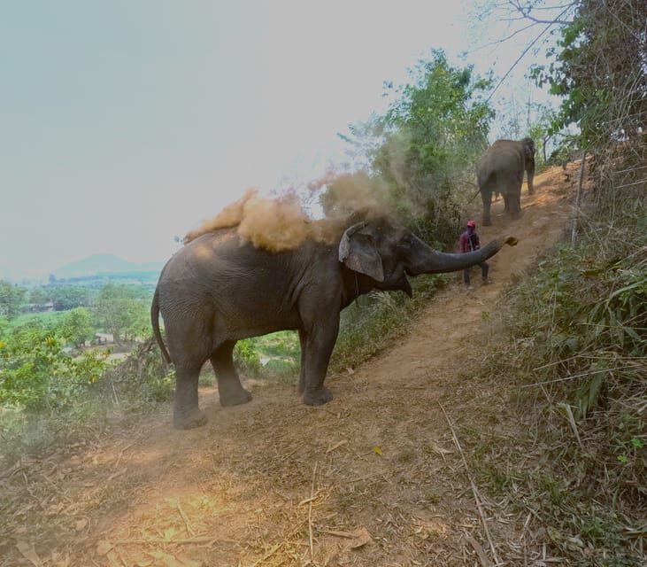 Full-day with CHIANGMAI ELEPHANT CARE and Sticky waterfall - Final Thoughts: Who Will Love This Tour?