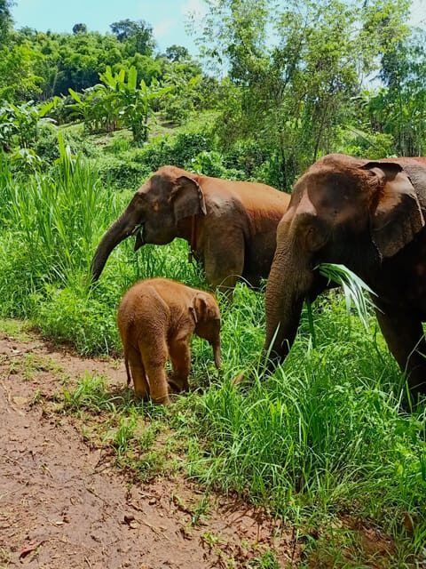 Full-day with CHIANGMAI ELEPHANT CARE and Sticky waterfall - Authenticity & Review Highlights