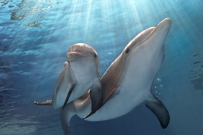Full Day Yachting to Dolphin House in Hurghada - Inclusions