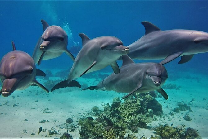 Full Day Yachting to Dolphin House in Hurghada - Booking Details