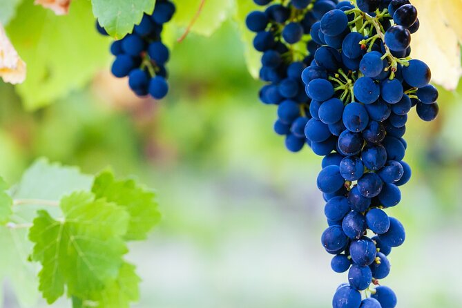 Full Day Yarra Valley Experience in Australia - Overview of the Yarra Valley Experience