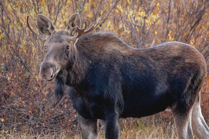 Full Day Yellowstone Upper Loop Tour - Common Questions