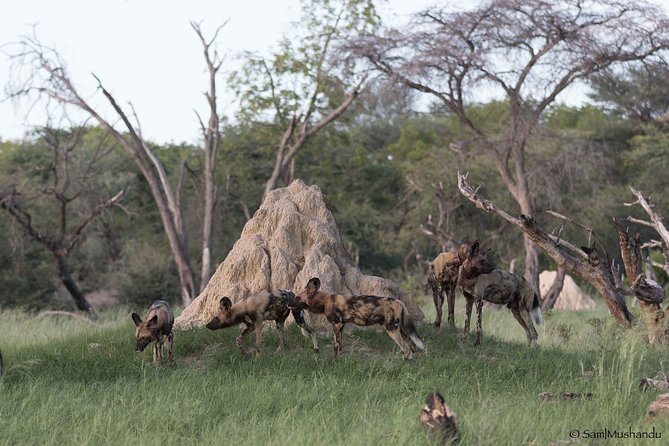 Full-Day Zimbabwe Zambezi National Park Safari & Lunch - Customer Reviews and Ratings