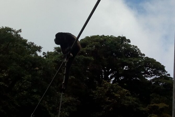 Full Day Zip Line Tour With Butterfly and Hanging Bridges Near of San Jose - Zip Line Experience Highlights