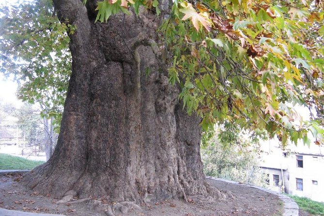 Full Kakheti Day Trip - What To Expect