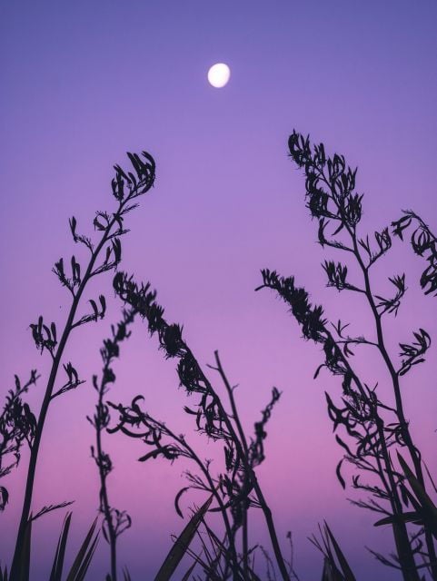 Full Moons Tours - Booking Details