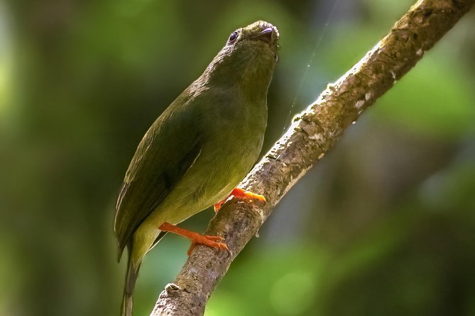 Full Morning Birdwatching Tour (Private Service) - Inclusions