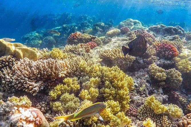 Full Relaxing Day To The Red Sea From Cairo Or Giza Hotel - Swimming in the Red Sea