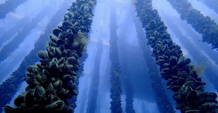 Full Scientific Tourism in the Cíes Islands - Experience Highlights