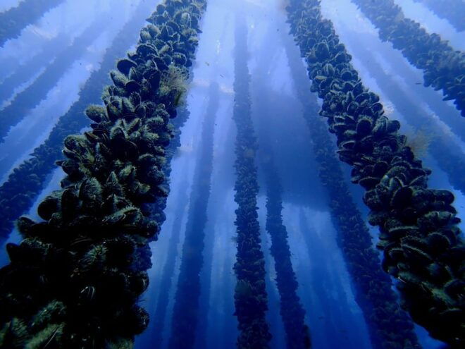 Full Scientific Tourism in the Cíes Islands - Inclusions