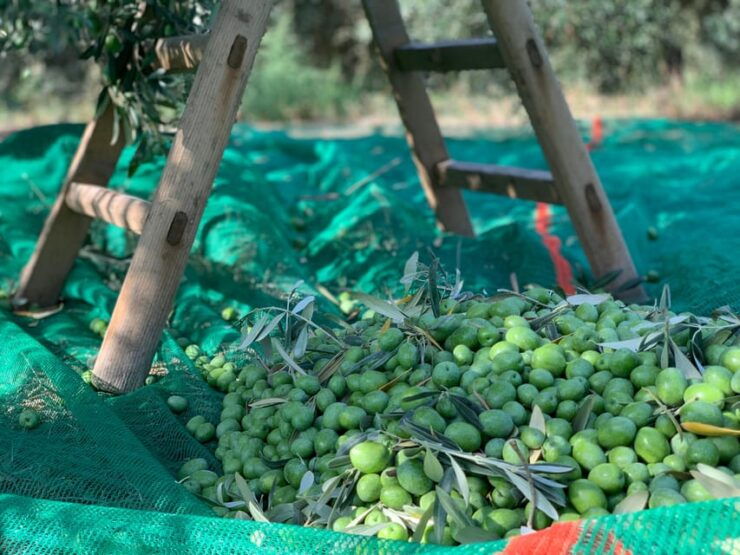 Full Tour: Lets Discover How to Make Olive Oil Tour - Pricing and Reservation Details