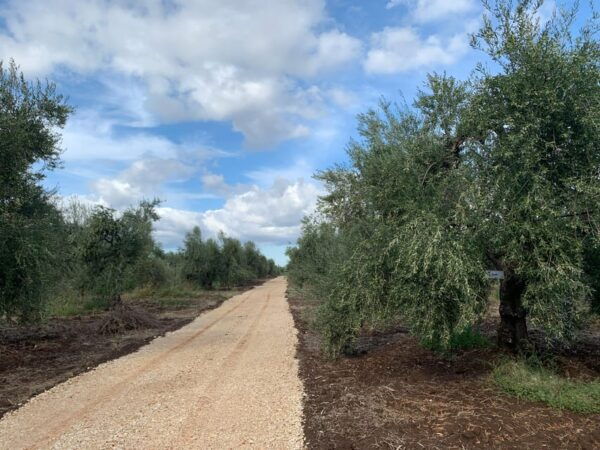 Full Tour: Lets Discover How to Make Olive Oil Tour - Frequently Asked Questions