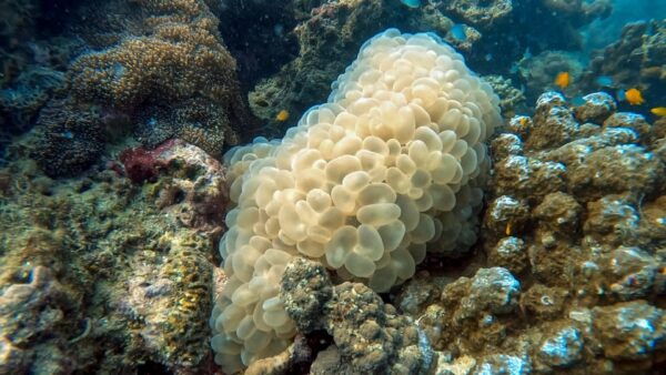 Full Day 2 Dives at Our House Reef in the Heart of Phuket - Tips for a Great Day