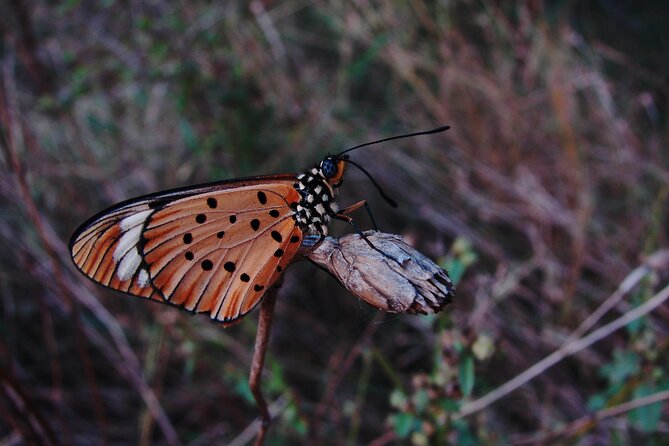 Full Day Gamedrives in Kruger National Park From Marlothpark - The Sum Up