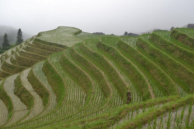 Fully-Guided Private Day Tour of Longji Terraces From Guilin - Final Thoughts