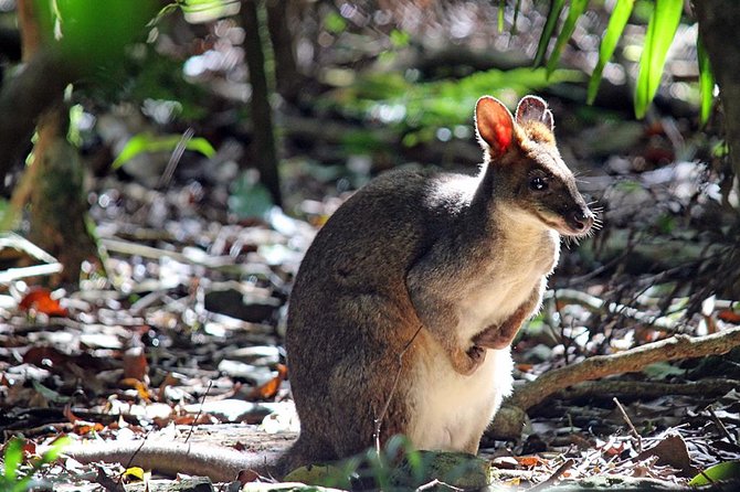 Fully Inclusive Blue Mountains Private Tour Inc Scenic World & Featherdale Entry - Blue Mountains Luxury Private Tour With Scott
