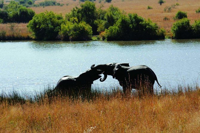 Fully Inclusive Pilanesbserg Safari From Johannesburg - Pricing and Terms
