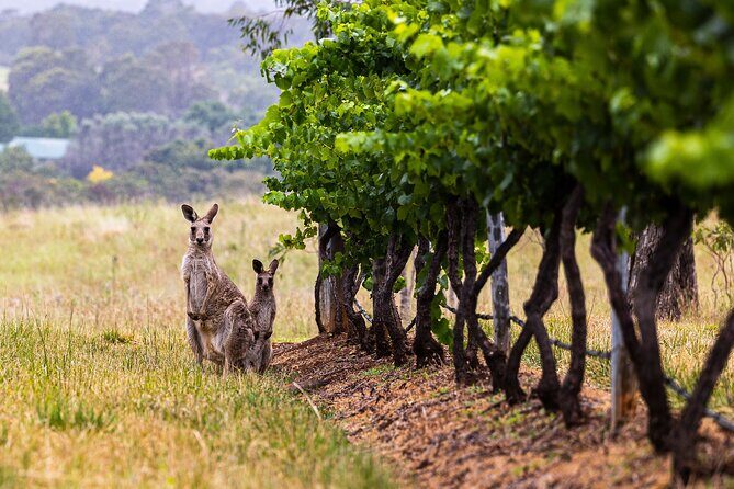 Fully Private and Customisable Hunter Valley Wine Tour - Good To Know