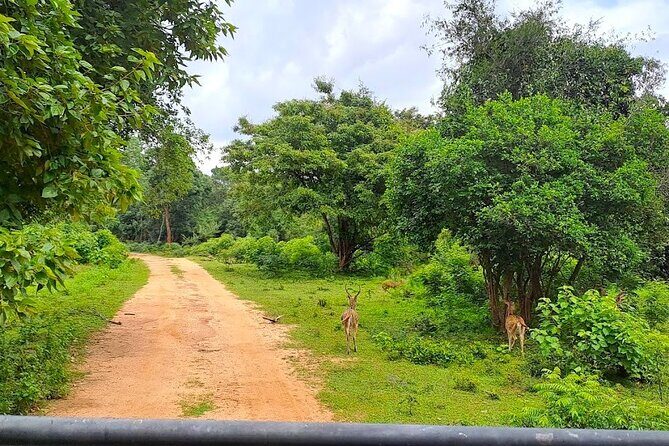 Fully Private Udawalawe National Park Safari Tour - Why Choose This Tour?