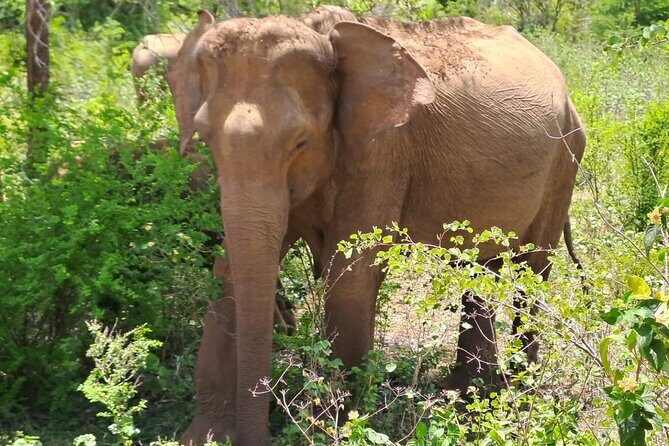 Fully Private Udawalawe National Park Safari Tour - Final Thoughts