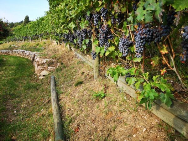 Fumane: Guided Food and Wine Tasting With Vineyard Tour - Booking Details