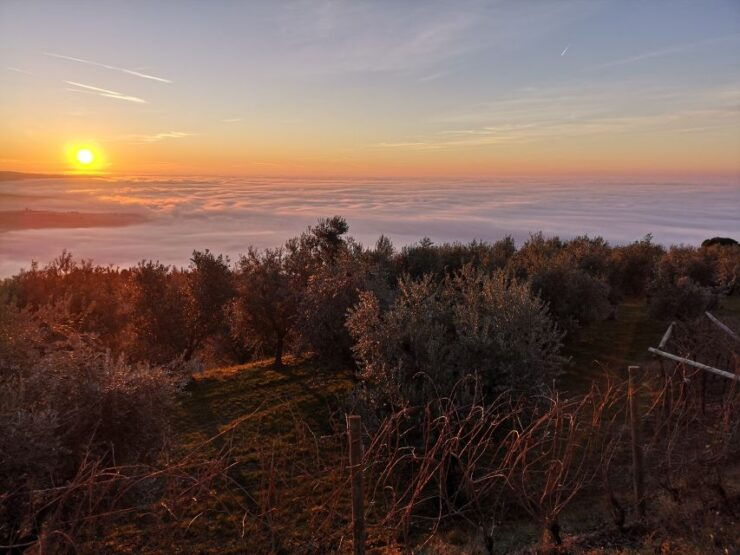 Fumane: Olive Oil Tasting on the Hills of Valpolicella - Booking Details