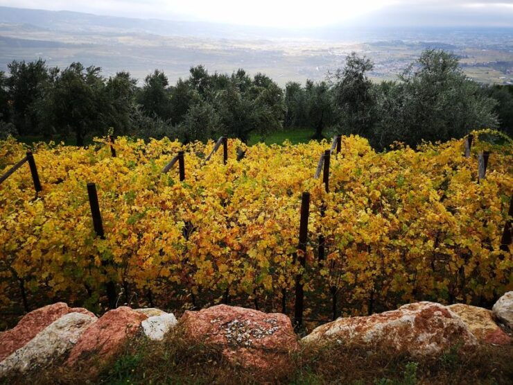 Fumane: Olive Oil Tasting on the Hills of Valpolicella - Experience