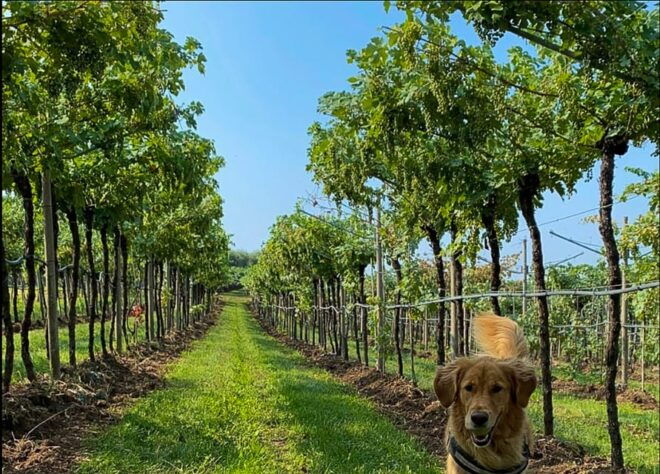 Fumane: Tasting of 5 Valpolicella and Amarone Vintage Wines - Important Information