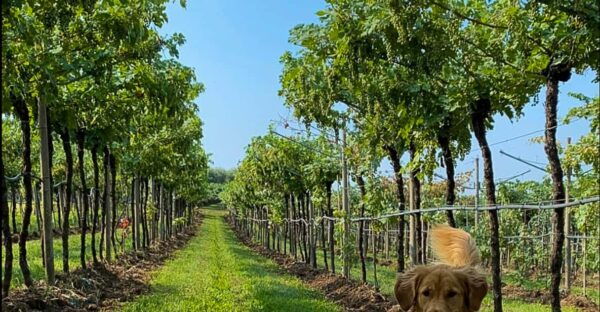 Fumane: Tasting of 5 Valpolicella and Amarone Vintage Wines - Accessibility and Dietary Restrictions