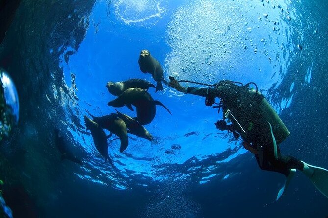 Fun Dive (1 Tank) in Cabo San Lucas - The Sum Up