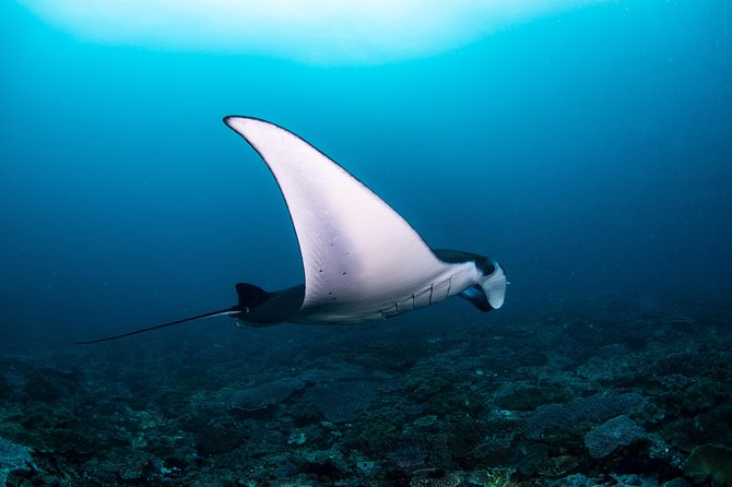 Fun Dive Nusa Penida Bali - For Certified Divers - Good To Know