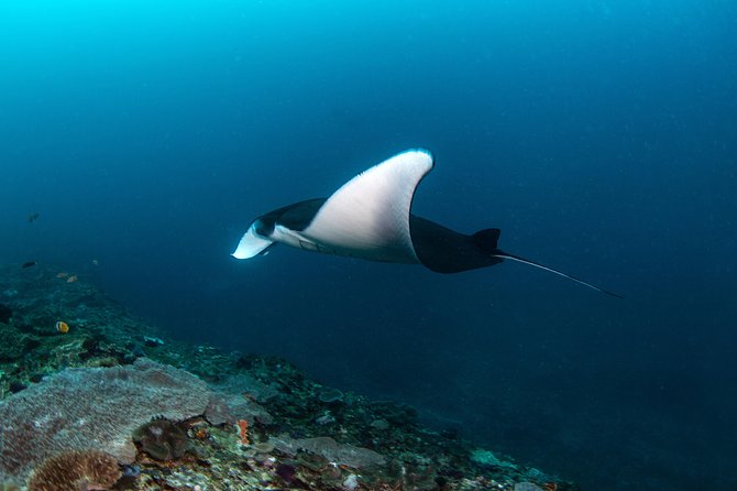 Fun Dive Nusa Penida Bali - For Certified Divers - Inclusions and Amenities
