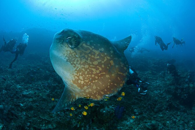 Fun Dive Nusa Penida Bali - For Certified Divers - Cancellation and Refund Policy