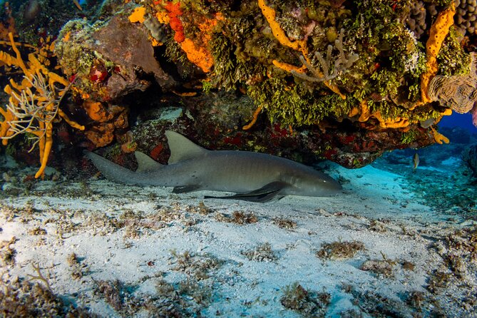Fun Dives Cozumel South Marine Park - Whats Included