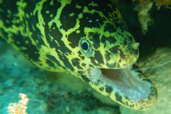 Fun Dives Cozumel South Marine Park - What To Expect