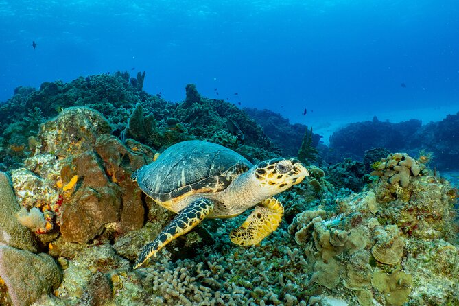 Fun Dives Cozumel South Marine Park - Cancellation Policy