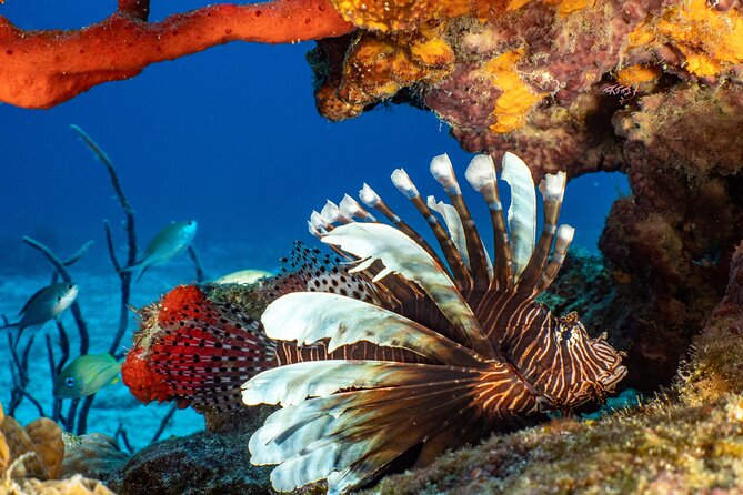 Fun Dives Cozumel South Marine Park - Photos and Video