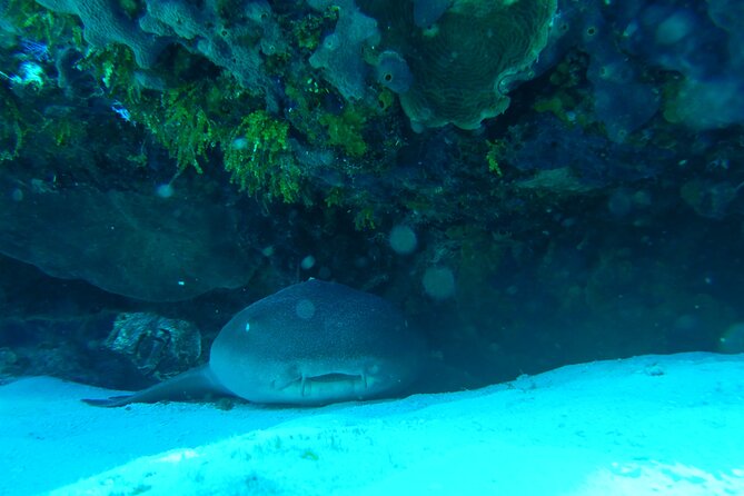 Fun Dives Cozumel South Marine Park - Meeting Point Location