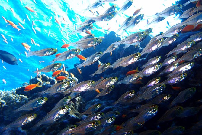 Fun Dives For Certified Divers - Booking and Logistics