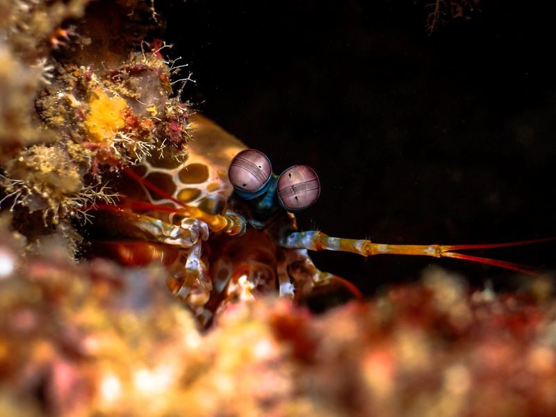 Fun Dives in Boracay - Should you book this Boracay scuba outing?