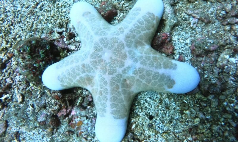Fun Diving by Bali Diving (For Certified Diver) - Pick a route for the underwater day you want