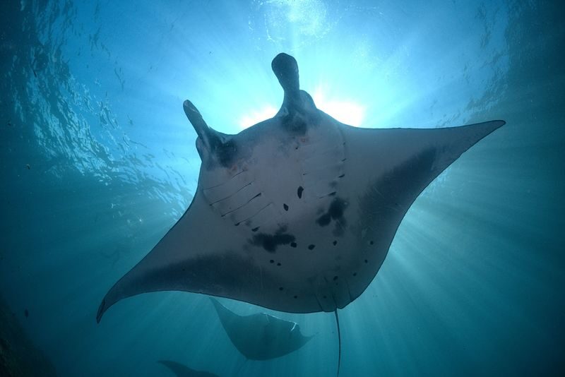 Fun Diving Experience in Nusa Penida with Karma Diving - What to know before you book