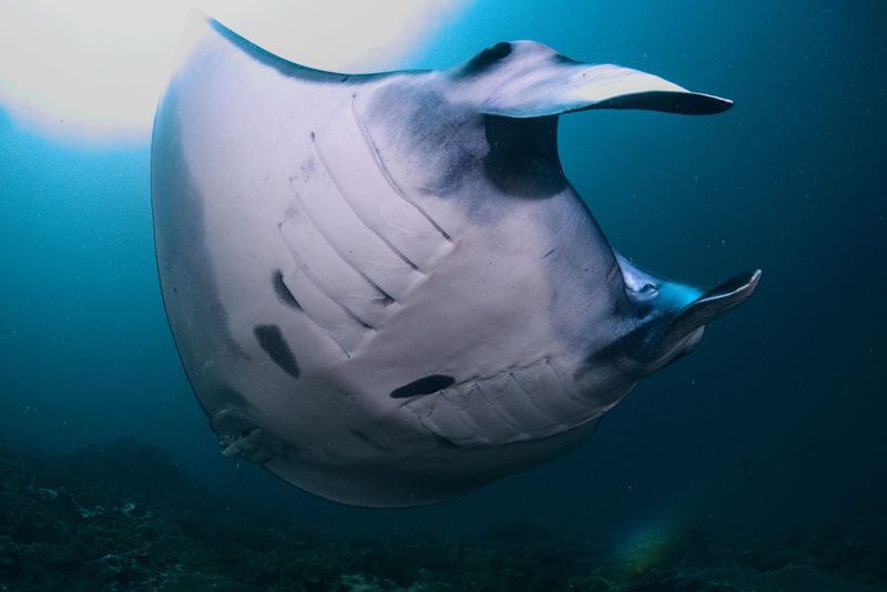 Fun Diving Experience in Nusa Penida with Karma Diving - Two sessions, with a chance to meet manta rays
