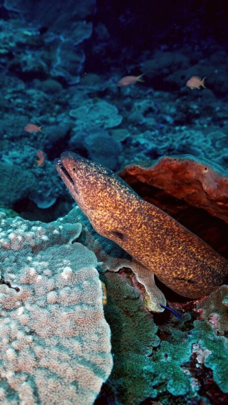 Fun Diving Experience in Nusa Penida with Karma Diving - From morning coffee to the boat