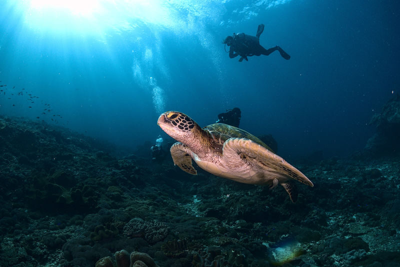 Fun Diving Experience in Nusa Penida with Karma Diving - Conditions and limitations worth checking