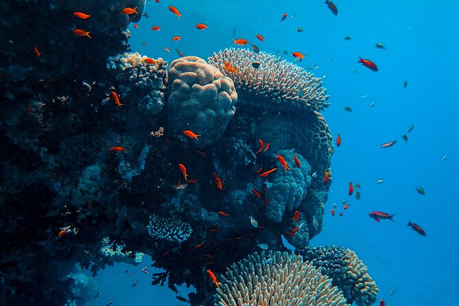 Fun Diving for Certified Divers at Phu Quoc Islands - Diving Requirements and Certification